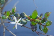 <strong>Apocynaceae - Carissa spinarum - L.</strong><br />© Sarrailh Jean-Michel / CIRAD