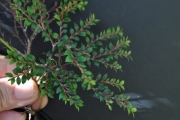 <strong>Apocynaceae - Carissa spinarum - L.</strong><br />© Sarrailh Jean-Michel / CIRAD