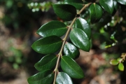 <strong>Apocynaceae - Carissa spinarum - L.</strong><br />© Sarrailh Jean-Michel / CIRAD