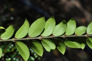 <strong>Apocynaceae - Carissa spinarum - L.</strong><br />© Sarrailh Jean-Michel / CIRAD