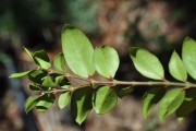 <strong>Apocynaceae - Carissa spinarum - L.</strong><br />© Sarrailh Jean-Michel / CIRAD