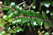 <strong>Apocynaceae - Carissa spinarum - L.</strong><br />© Sarrailh Jean-Michel / CIRAD