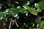 <strong>Apocynaceae - Carissa spinarum - L.</strong><br />© Sarrailh Jean-Michel / CIRAD