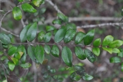 <strong>Apocynaceae - Carissa spinarum - L.</strong><br />© Sarrailh Jean-Michel / CIRAD