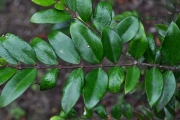 <strong>Apocynaceae - Carissa spinarum - L.</strong><br />© Sarrailh Jean-Michel / CIRAD