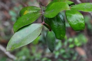 <strong>Apocynaceae - Carissa spinarum - L.</strong><br />© Sarrailh Jean-Michel / CIRAD