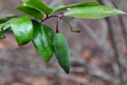 <strong>Apocynaceae - Carissa spinarum - L.</strong><br />© Sarrailh Jean-Michel / CIRAD