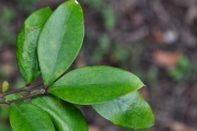 <strong>Apocynaceae - Carissa spinarum - L.</strong><br />© Sarrailh Jean-Michel / CIRAD