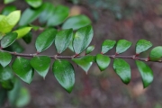 <strong>Apocynaceae - Carissa spinarum - L.</strong><br />© Sarrailh Jean-Michel / CIRAD