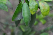 <strong>Apocynaceae - Carissa spinarum - L.</strong><br />© Sarrailh Jean-Michel / CIRAD
