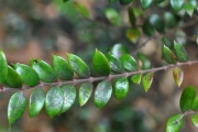 <strong>Apocynaceae - Carissa spinarum - L.</strong><br />© Sarrailh Jean-Michel / CIRAD