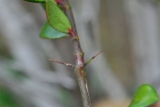 <strong>Apocynaceae - Carissa spinarum - L.</strong><br />© Sarrailh Jean-Michel / CIRAD