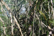 <strong>Ranunculaceae - Clematis mauritiana - Lam.</strong><br />© Sarrailh Jean-Michel / CIRAD