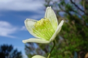 <strong>Ranunculaceae - Clematis mauritiana - Lam.</strong><br />© Sarrailh Jean-Michel / CIRAD