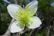 <strong>Ranunculaceae - Clematis mauritiana - Lam.</strong><br />© Sarrailh Jean-Michel / CIRAD