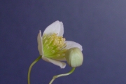 <strong>Ranunculaceae - Clematis mauritiana - Lam.</strong><br />© Sarrailh Jean-Michel / CIRAD