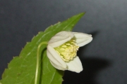 <strong>Ranunculaceae - Clematis mauritiana - Lam.</strong><br />© Sarrailh Jean-Michel / CIRAD