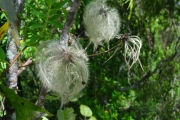 <strong>Ranunculaceae - Clematis mauritiana - Lam.</strong><br />© Sarrailh Jean-Michel / CIRAD