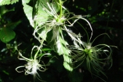 <strong>Ranunculaceae - Clematis mauritiana - Lam.</strong><br />© Sarrailh Jean-Michel / CIRAD