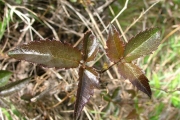 <strong>Ranunculaceae - Clematis mauritiana - Lam.</strong><br />© Sarrailh Jean-Michel / CIRAD