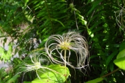 <strong>Ranunculaceae - Clematis mauritiana - Lam.</strong><br />© Sarrailh Jean-Michel / CIRAD