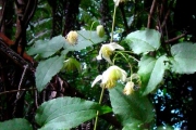 <strong>Ranunculaceae - Clematis mauritiana - Lam.</strong><br />© Sarrailh Jean-Michel / CIRAD