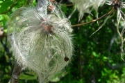 <strong>Ranunculaceae - Clematis mauritiana - Lam.</strong><br />© Sarrailh Jean-Michel / CIRAD