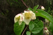 <strong>Ranunculaceae - Clematis mauritiana - Lam.</strong><br />© Sarrailh Jean-Michel / CIRAD