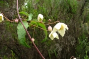 <strong>Ranunculaceae - Clematis mauritiana - Lam.</strong><br />© Sarrailh Jean-Michel / CIRAD