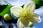 <strong>Ranunculaceae - Clematis mauritiana - Lam.</strong><br />© Sarrailh Jean-Michel / CIRAD