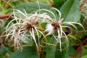 <strong>Ranunculaceae - Clematis mauritiana - Lam.</strong><br />© Le Bourgeois Thomas / CIRAD