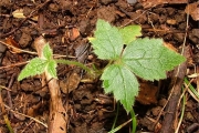 <strong>Ranunculaceae - Clematis mauritiana - Lam.</strong><br />© Baret Stéphane
