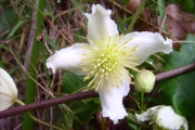 <strong>Ranunculaceae - Clematis mauritiana - Lam.</strong><br />© Perroud Annaïg