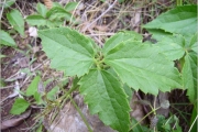 <strong>Ranunculaceae - Clematis mauritiana - Lam.</strong><br />© Perroud Annaïg
