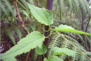 <strong>Ranunculaceae - Clematis mauritiana - Lam.</strong><br />© Perroud Annaïg