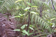 <strong>Ranunculaceae - Clematis mauritiana - Lam.</strong><br />© Perroud Annaïg