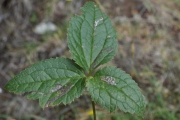 <strong>Ranunculaceae - Clematis mauritiana - Lam.</strong><br />© Sarrailh Jean-Michel / CIRAD