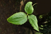 <strong>Ranunculaceae - Clematis mauritiana - Lam.</strong><br />© Sarrailh Jean-Michel / CIRAD