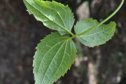 <strong>Ranunculaceae - Clematis mauritiana - Lam.</strong><br />© Sarrailh Jean-Michel / CIRAD