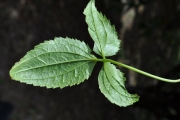 <strong>Ranunculaceae - Clematis mauritiana - Lam.</strong><br />© Sarrailh Jean-Michel / CIRAD