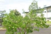 <strong>Lamiaceae - Clerodendrum heterophyllum - (Poir.) R.Br.</strong><br />© Sarrailh Jean-Michel / CIRAD