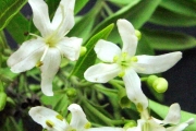 <strong>Lamiaceae - Clerodendrum heterophyllum - (Poir.) R.Br.</strong><br />© Sarrailh Jean-Michel / CIRAD