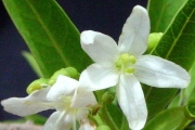 <strong>Lamiaceae - Clerodendrum heterophyllum - (Poir.) R.Br.</strong><br />© Sarrailh Jean-Michel / CIRAD