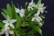 <strong>Lamiaceae - Clerodendrum heterophyllum - (Poir.) R.Br.</strong><br />© Sarrailh Jean-Michel / CIRAD