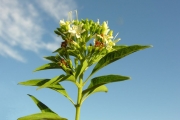 <strong>Lamiaceae - Clerodendrum heterophyllum - (Poir.) R.Br.</strong><br />© Sarrailh Jean-Michel / CIRAD