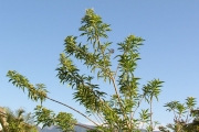 <strong>Lamiaceae - Clerodendrum heterophyllum - (Poir.) R.Br.</strong><br />© Sarrailh Jean-Michel / CIRAD