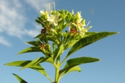 <strong>Lamiaceae - Clerodendrum heterophyllum - (Poir.) R.Br.</strong><br />© Sarrailh Jean-Michel / CIRAD