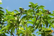 <strong>Lamiaceae - Clerodendrum heterophyllum - (Poir.) R.Br.</strong><br />© Sarrailh Jean-Michel / CIRAD