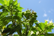 <strong>Lamiaceae - Clerodendrum heterophyllum - (Poir.) R.Br.</strong><br />© Sarrailh Jean-Michel / CIRAD