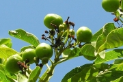<strong>Lamiaceae - Clerodendrum heterophyllum - (Poir.) R.Br.</strong><br />© Sarrailh Jean-Michel / CIRAD